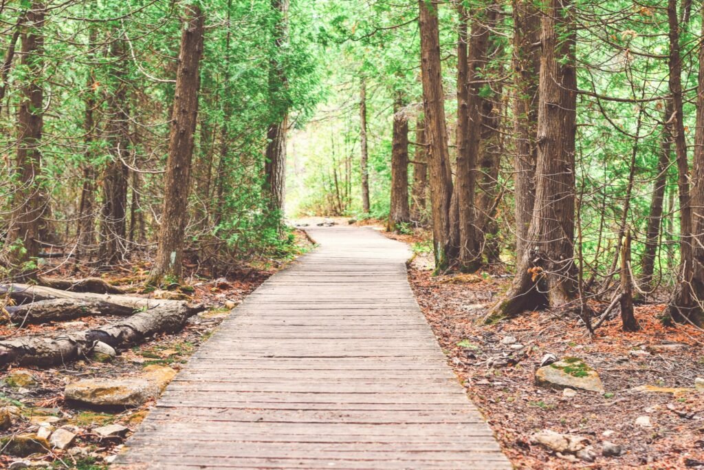 A serene wooden walkway through a vibrant green forest, perfect for nature exploration and tranquility.